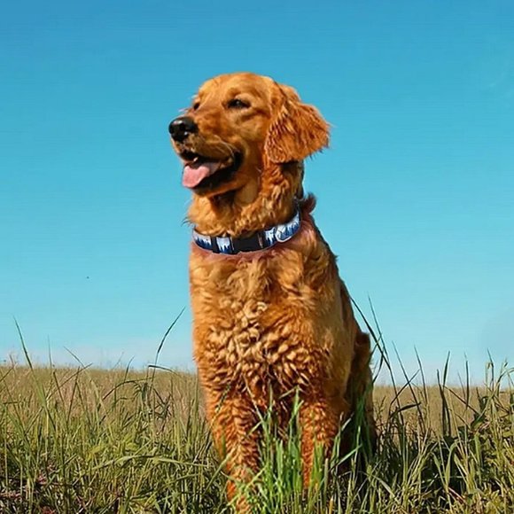 Serene Blue Mountain Size Medium Adjustable Quick Release D Ring Dog Collar - Picture 2 of 10